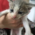 1ヶ月ぐらいの子猫です。（だいちゃん）