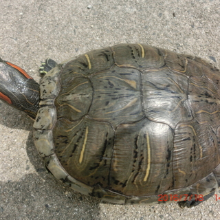 ミドリ亀の夫婦。１８歳です。里親決まりました。