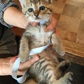 やんちゃで好奇心旺盛な男の子