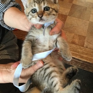 やんちゃで好奇心旺盛な男の子