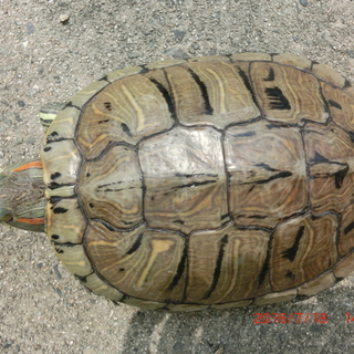 ミドリ亀の夫婦。二匹一緒に里親決まりました。