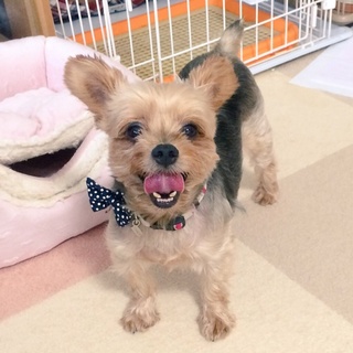 素敵な家族ができました、ありがとうございました♪