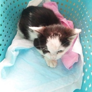 か弱き命を優しく温かく包んで下さる方との出逢いを！