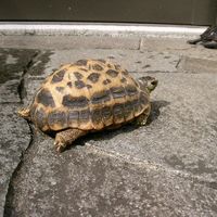 ミナミクモノスリクガメ