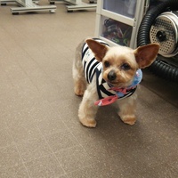 ルル･ラピュータ