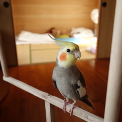 「プレゼント」サムネイル2