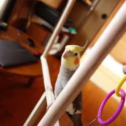 「プレゼント」サムネイル3