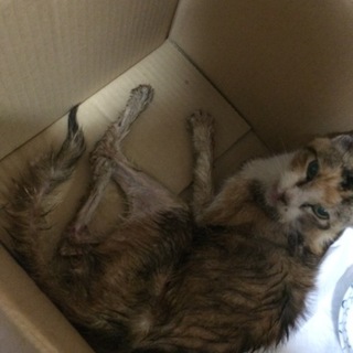 保護しました(>_<)