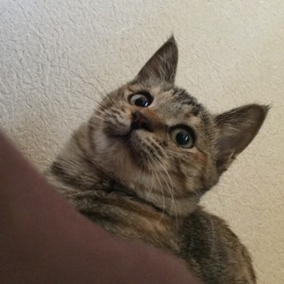 生後8カ月 ♀ 甘えん坊です。