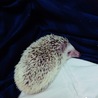 お腹の上でスヤスヤ