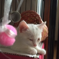 クリスタル アイ