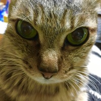 いちご