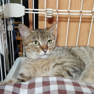 穏やかな女の子