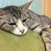 りんご