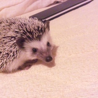 ハリネズミの里親募集