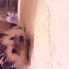 ハリネズミの里親募集 サムネイル3