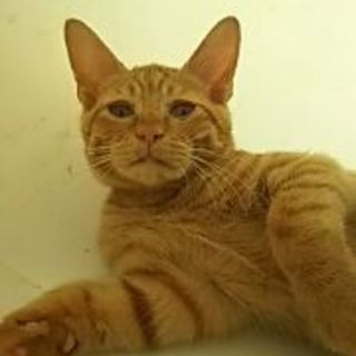 おにぎり顔の茶寅「茶助」くん