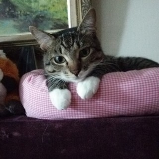 ちょっと控えめだけど食いしん坊『デール』