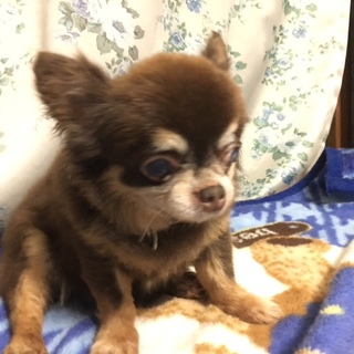 フワフワぬいぐるみのような「マックス」君