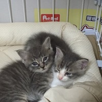 染之助と虎次郎