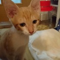 生後約半年仔猫♪可愛い盛り♡