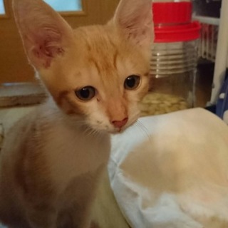 生後約半年仔猫♪可愛い盛り♡