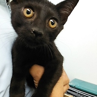 黒トラ、半長毛❤縞模様の甘えん坊❤しん君