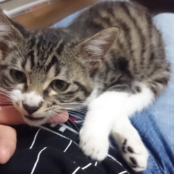 「こんにちは、大吉。」サムネイル2