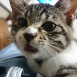 「こんにちは、大吉。」サムネイル3