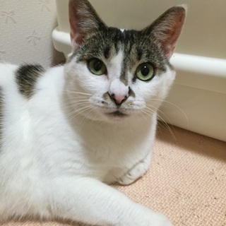 命を守りたい！里親さん至急募集です！