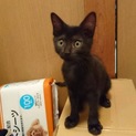 生後半年仔猫♪可愛い盛り黒猫