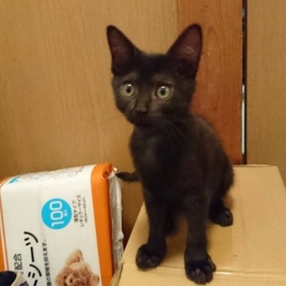 生後半年仔猫♪可愛い盛り黒猫