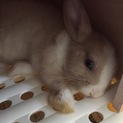 可愛がってくれる方