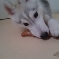 ハスキーの子犬、急募です。