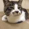rinjiru