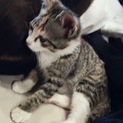 迷い子猫です！