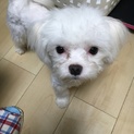 マルチーズ里親様募集中
