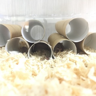 アフリカチビネズミ2匹（再募集）