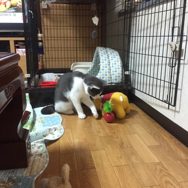 新しいオモチャ