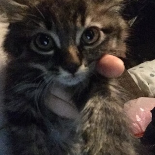 至急里親様探してます！！