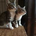 美猫3兄妹 遊び大好き人慣れ抜群！