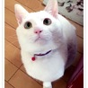 たんくー