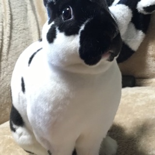 ミニレッキスの男の子です！