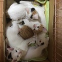 三毛、茶白5匹います。