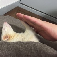 いちご