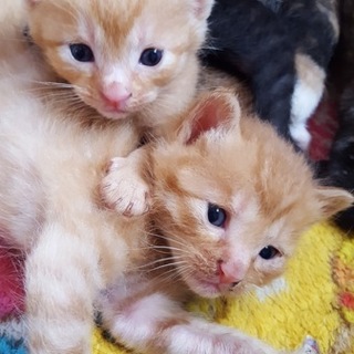 stop！！相談中！茶トラ1匹のみ募集します。