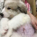 グレートピレニーズ マーキングスの子犬