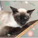 シャム風ねこちゃん♡