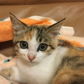 かれんちゃん　　とっても美猫です