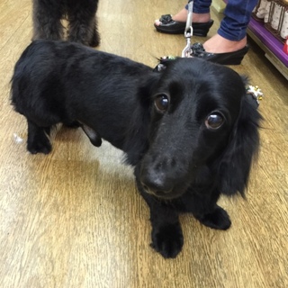 至急‼️里親募集です‼️‼️名犬ダックス